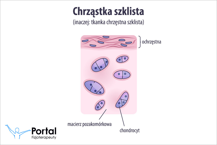 Chrząstka szklista (tkanka chrzęstna szklista)