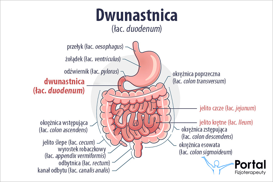 Dwunastnica