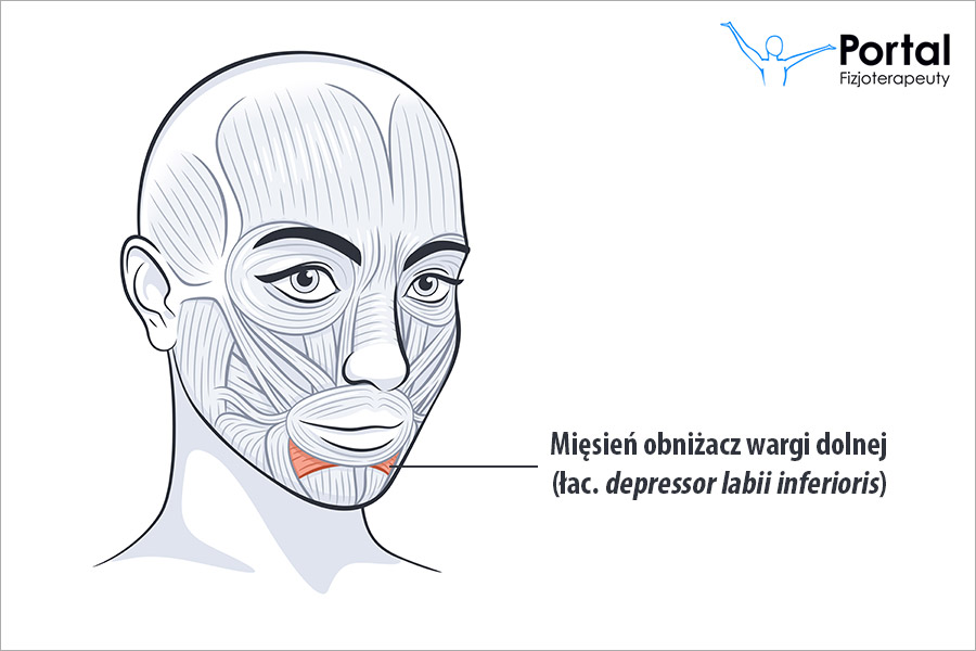 Mięsień obniżacz wargi dolnej (łac. depressor labii inferioris)