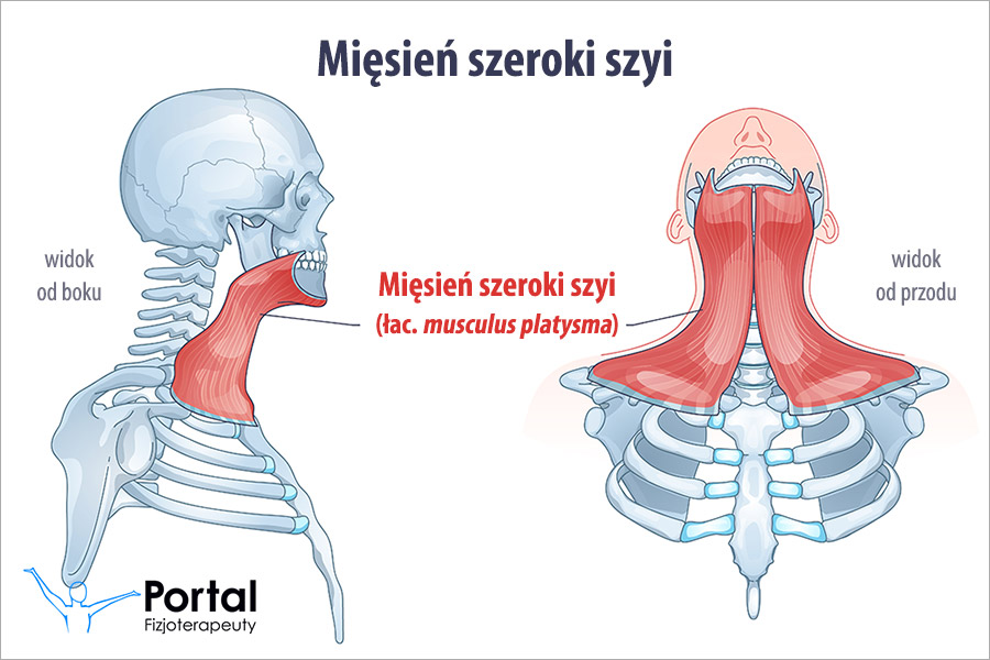 Mięsień szeroki szyi (łac. musculus platysma)