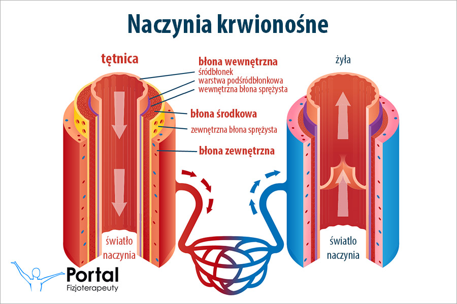 Tętnica (łac. arteria)