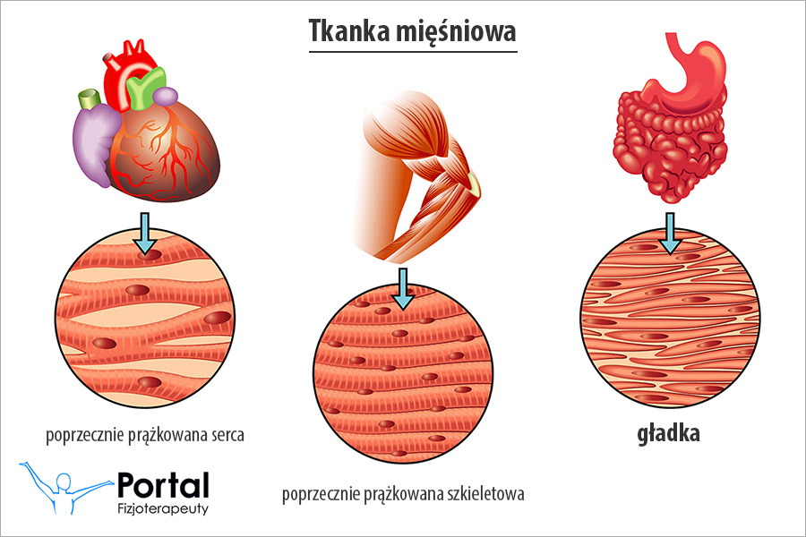 Mięśnie gładkie (tkanka mięśniowa gładka)