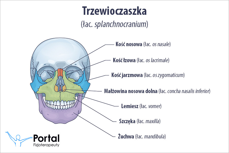 Trzewioczaszka (łac. splanchnocranium)