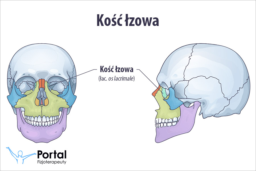 Kość łzowa (łac. os lacrimale)