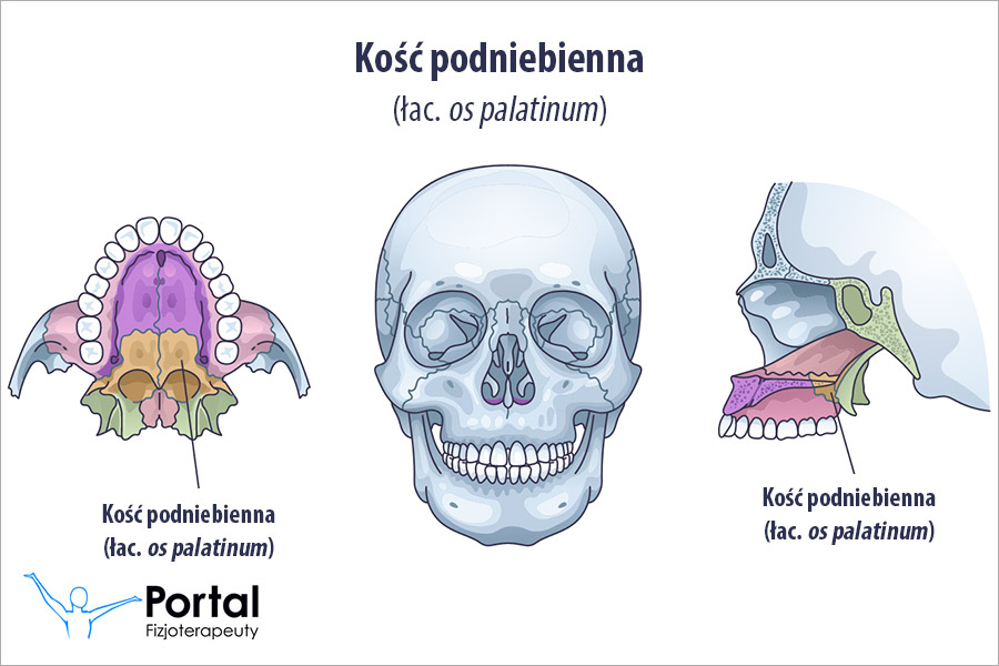 Kość podniebienna (łac. os palatinum)