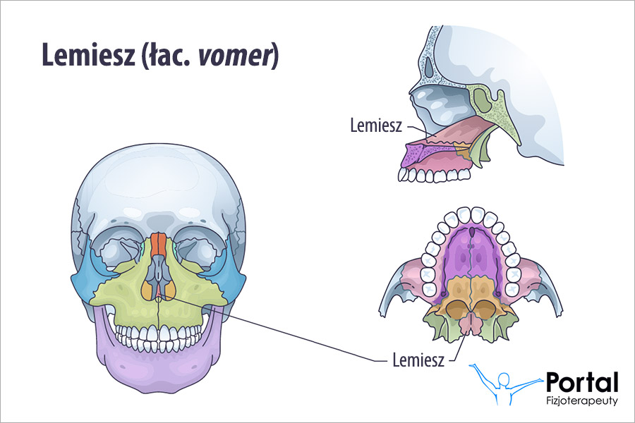 Lemiesz (łac. vomer)