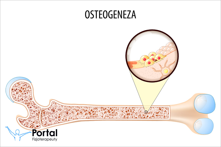 Osteogeneza