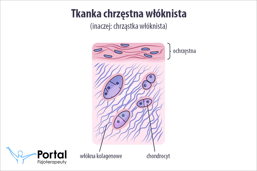 Tkanka chrzęstna włóknista (chrząstka włóknista, tkanka łączna włóknista)