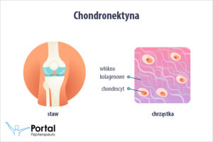 Chondronektyna