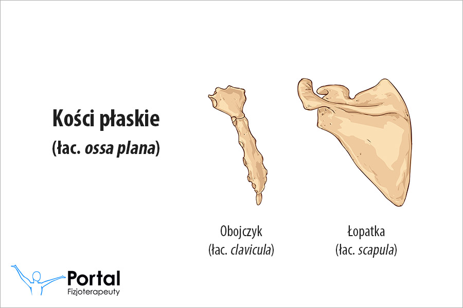 Kości płaskie (łac. ossa plana)