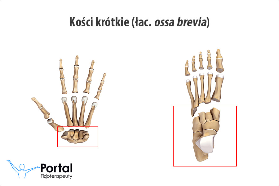 Kości krótkie (łac. ossa brevia)