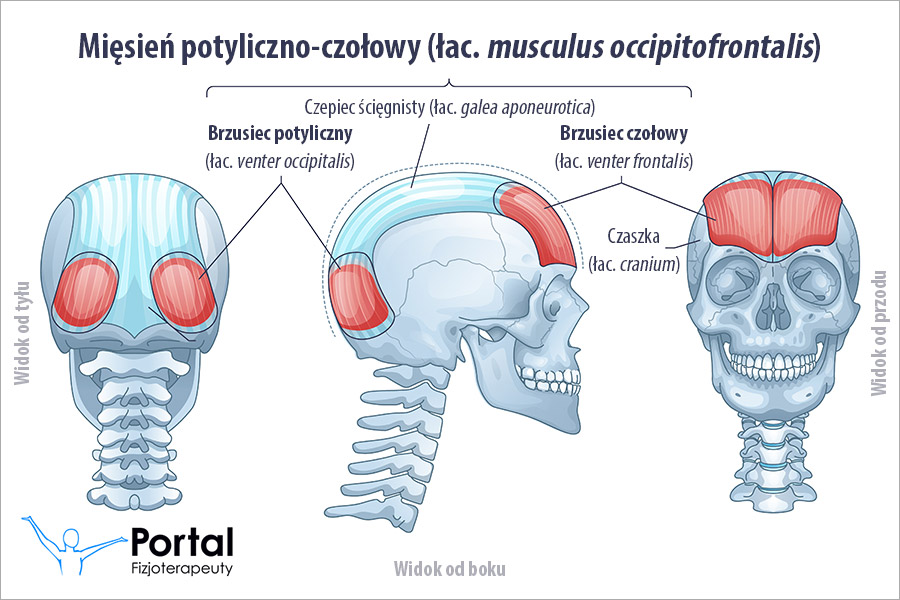 Mięsień czołowy (mięsień potyliczno-czołowy)