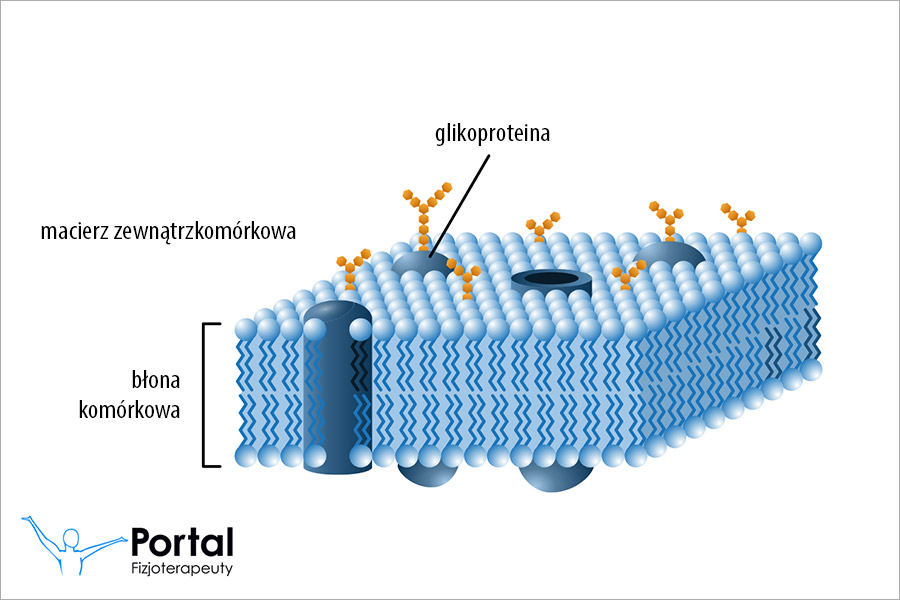 Tenascyna