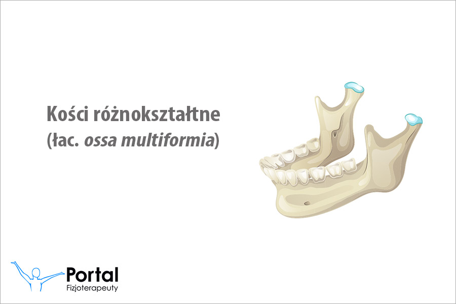 Kości różnokształtne (łac. ossa multiformia)