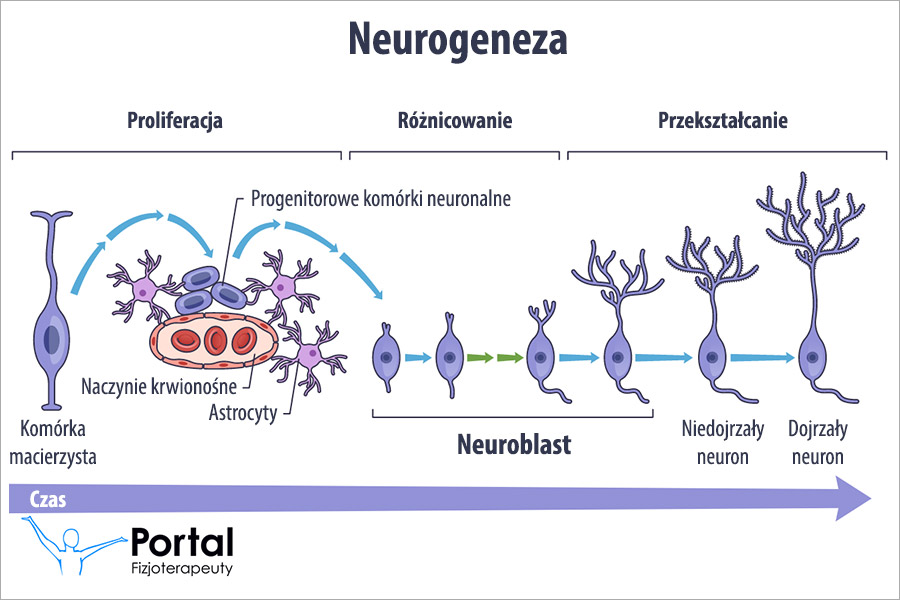 Neuroblast