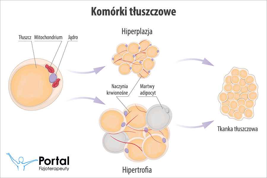 Komórki tłuszczowe