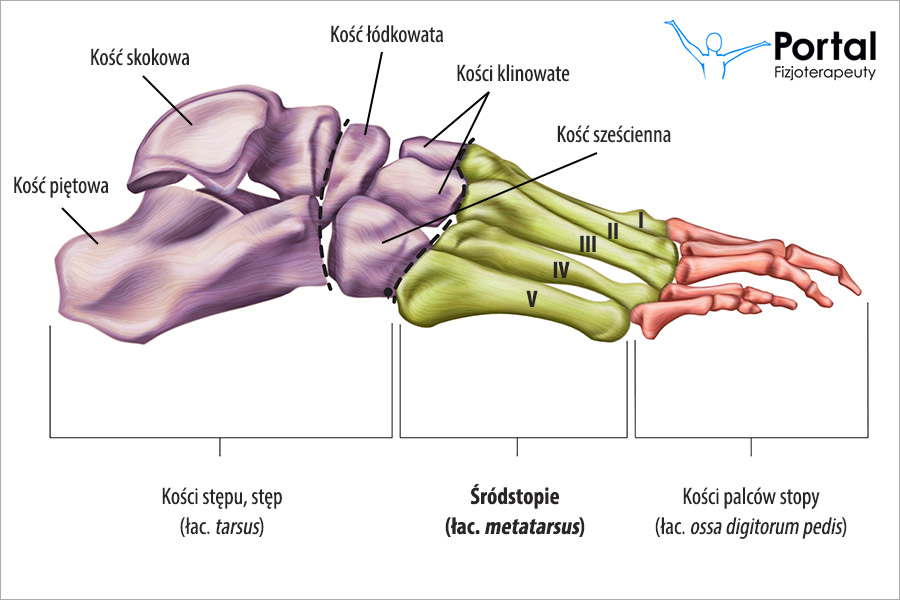 Śródstopie (łac. metatarsus)