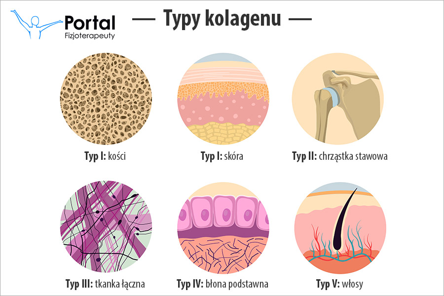 Typy kolagenu