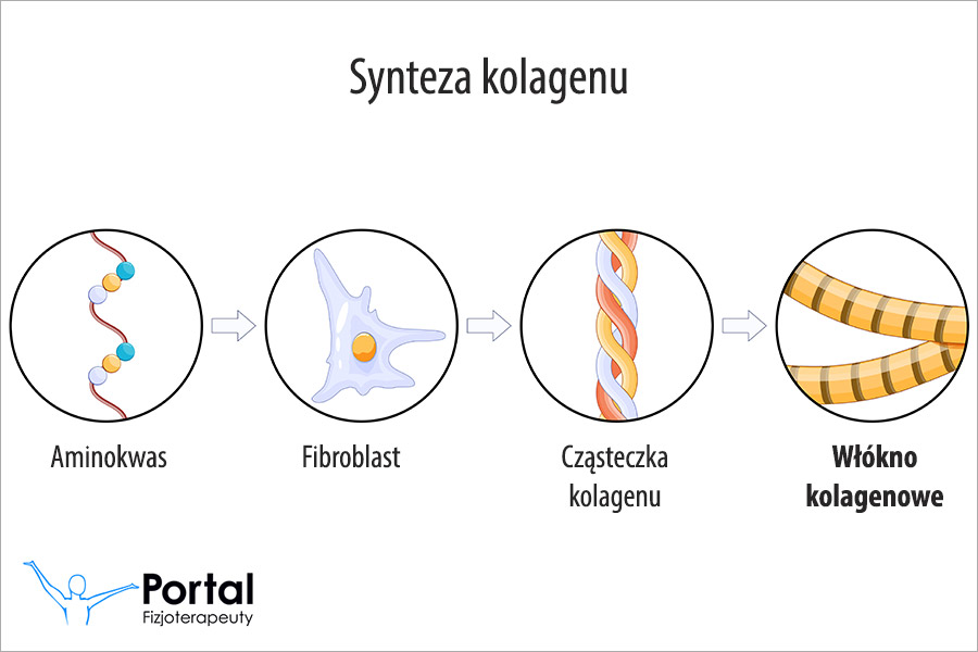 Włókna kolagenowe