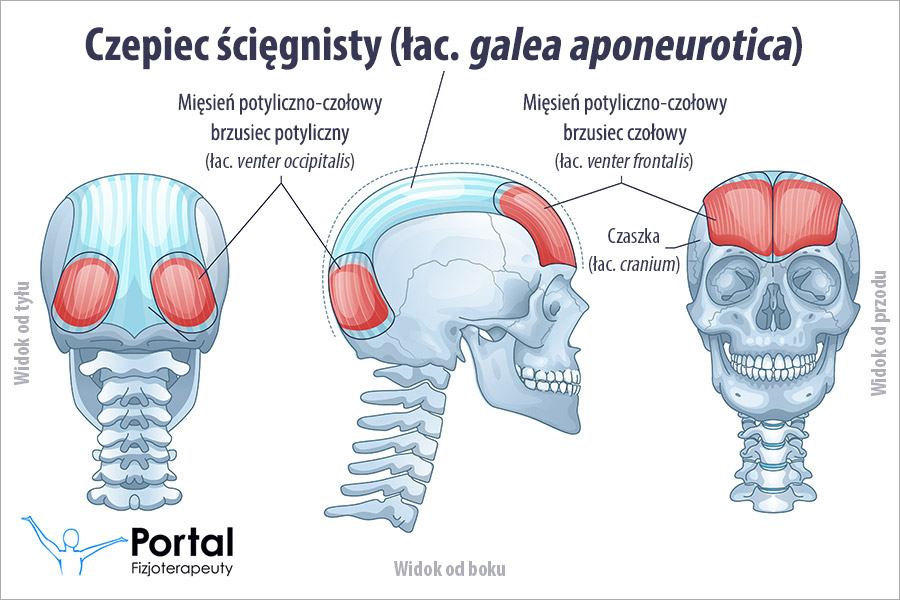 Czepiec ścięgnisty (łac. galea aponeurotica)