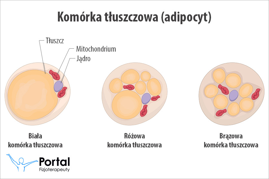 Komórka tłuszczowa (adipocyt)