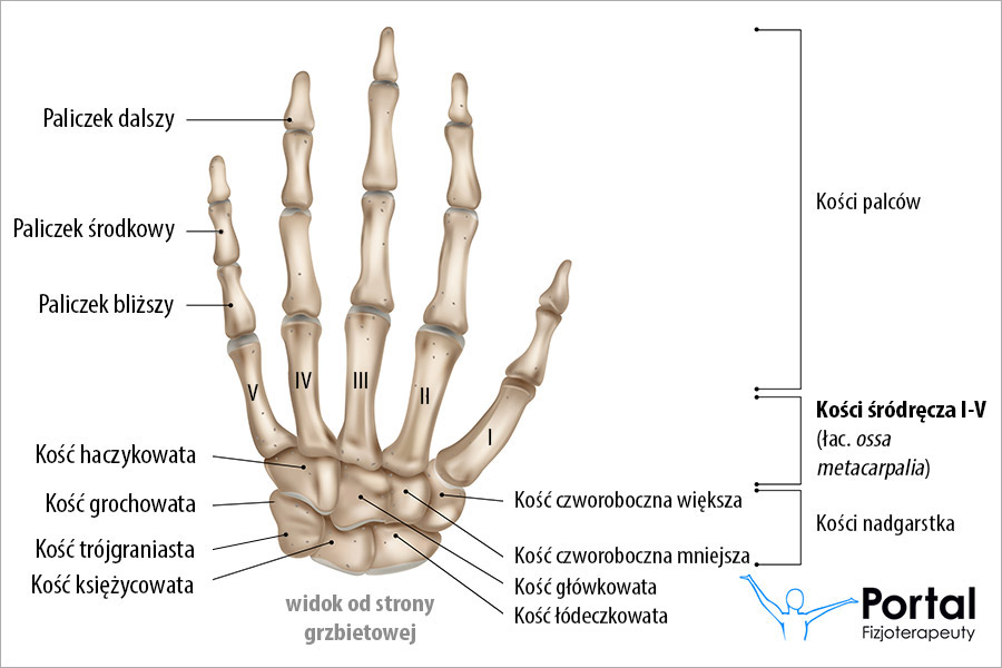 Kości śródręcza (łac. ossa metacarpalia)