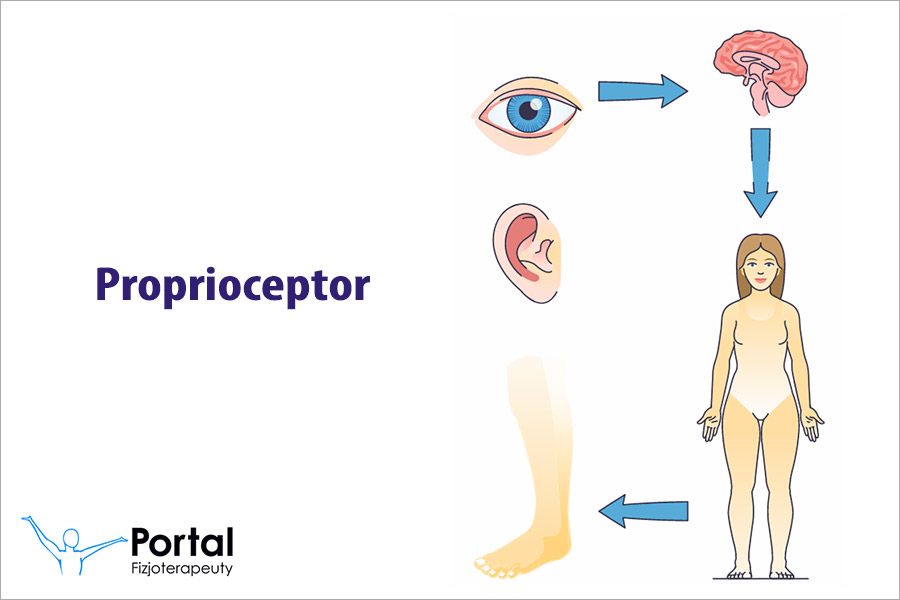 Proprioceptor