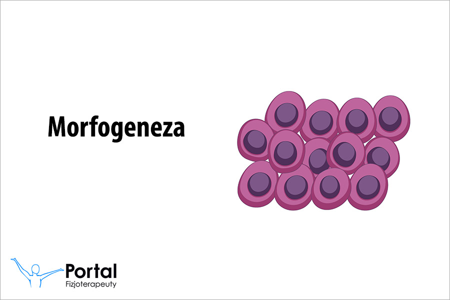 Morfogeneza