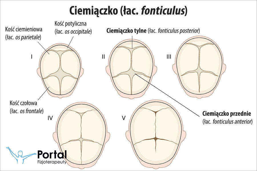 Ciemiączko (łac. fonticulus)