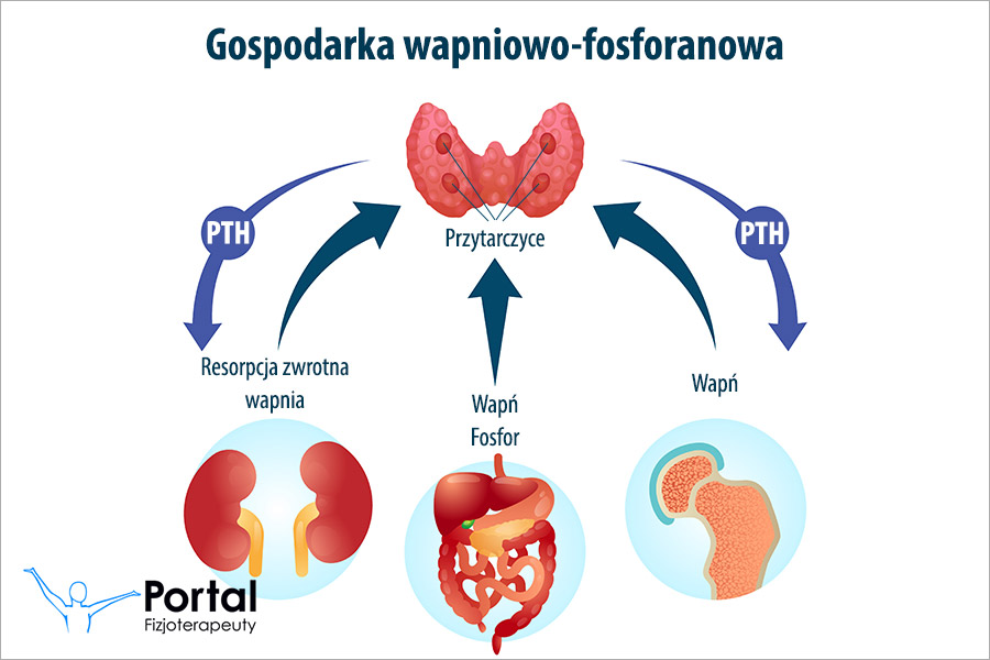 Gospodarka wapniowo-fosforanowa