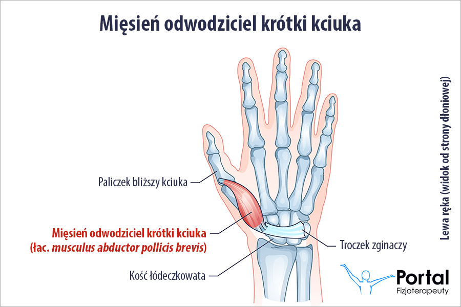 Mięsień odwodziciel krótki kciuka (łac. musculus abductor pollicis brevis)