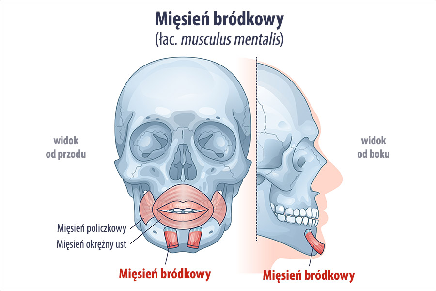 Mięsień bródkowy (musculus mentalis)