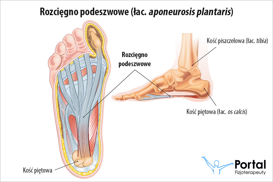 Rozcięgno podeszwowe (łac. aponeurosis plantaris)