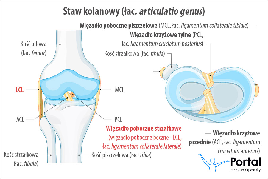 Więzadło poboczne strzałkowe, więzadło poboczne boczne