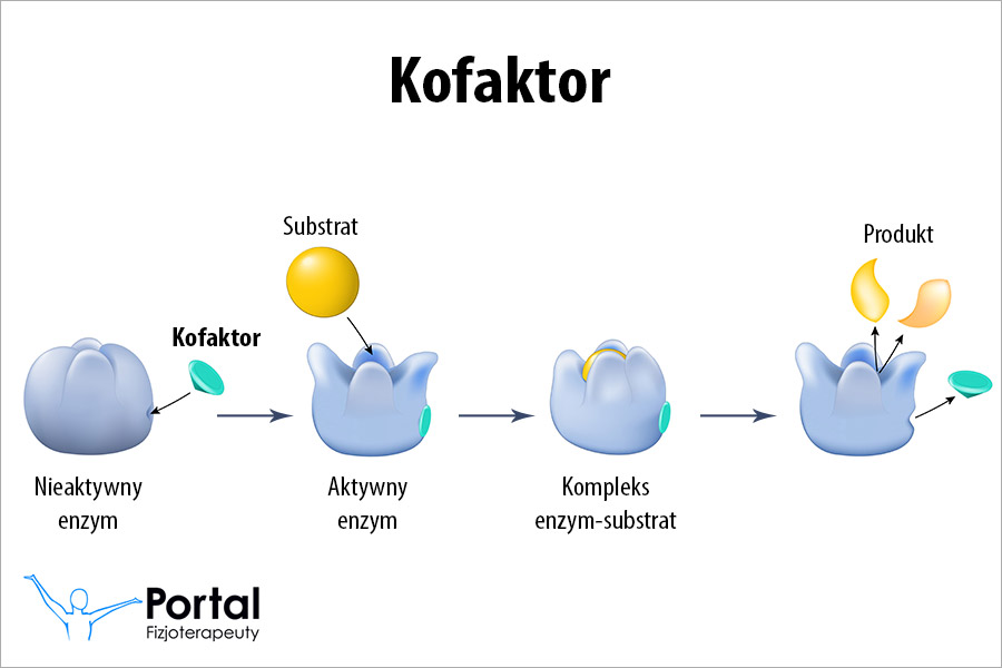 Kofaktor