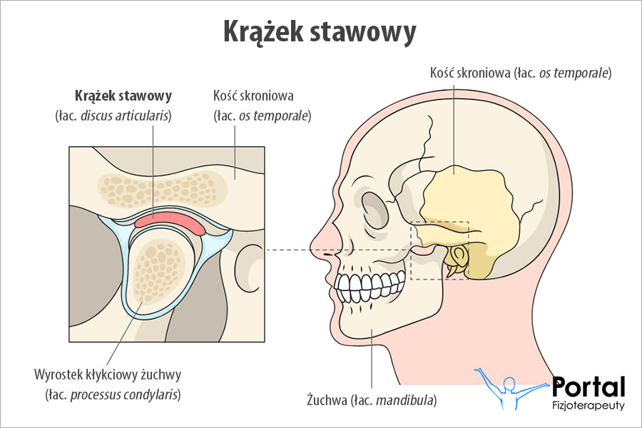 Krążek stawowy (łac. discus articularis)