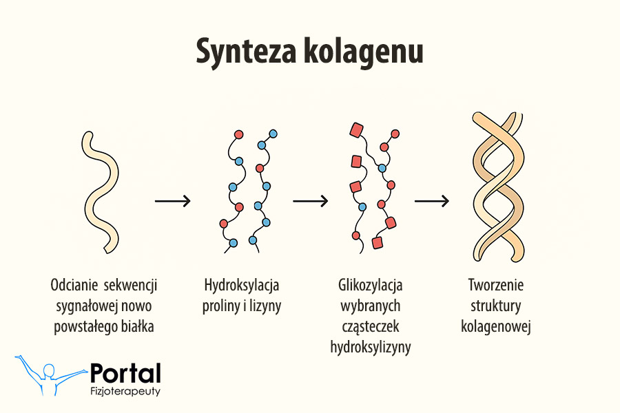 Synteza kolagenu