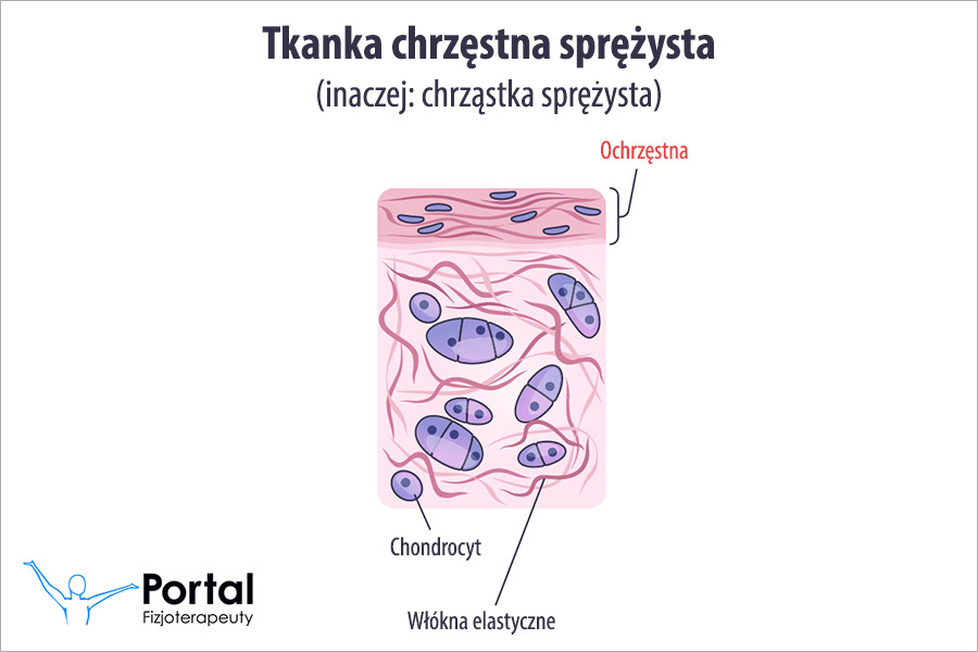 Tkanka chrzęstna sprężysta
