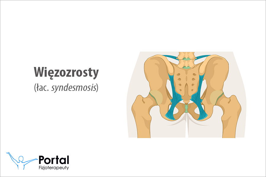 Więzozrosty (łac. syndesmosis)