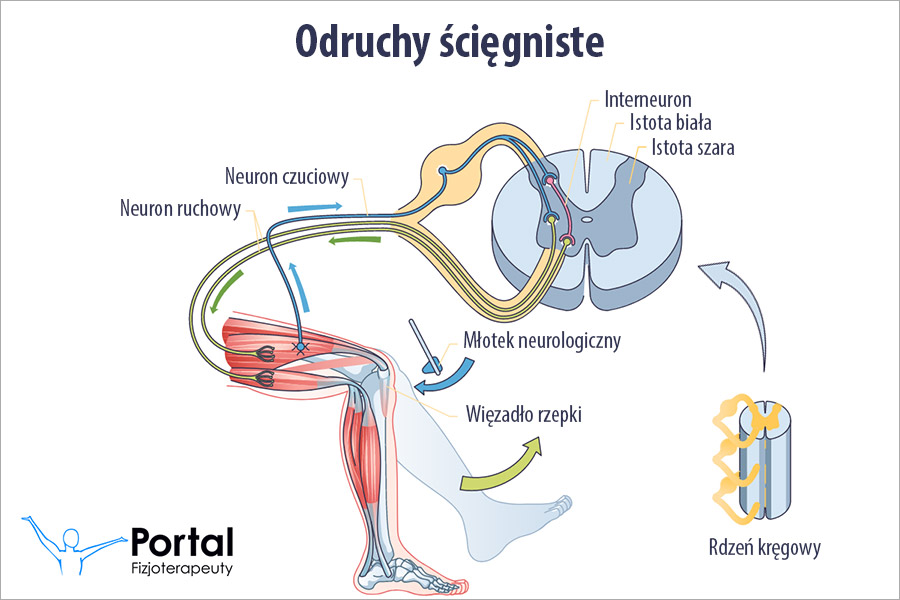 Odruchy ścięgniste
