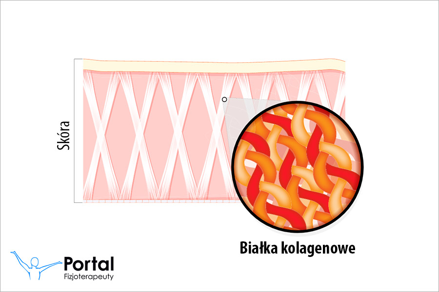 Białka kolagenowe