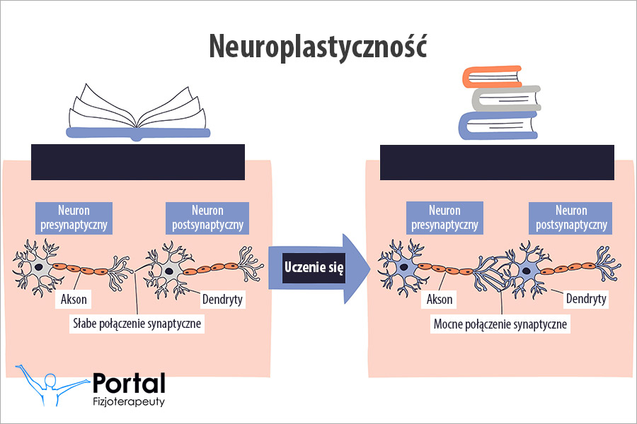 Neuroplastyczność