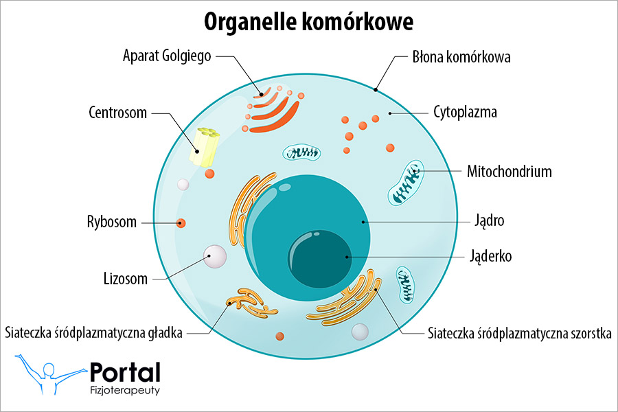 Organelle komórkowe