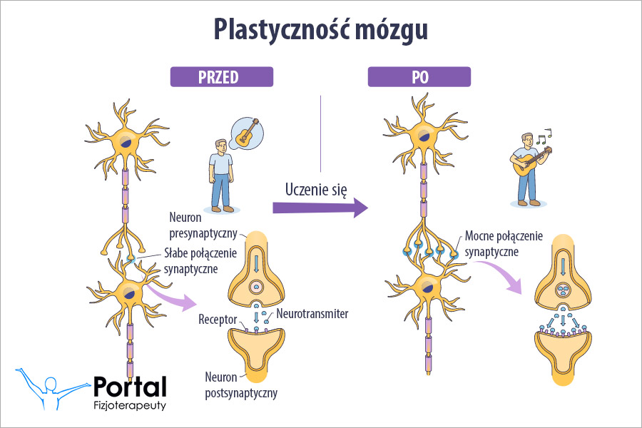 Plastyczność mózgu