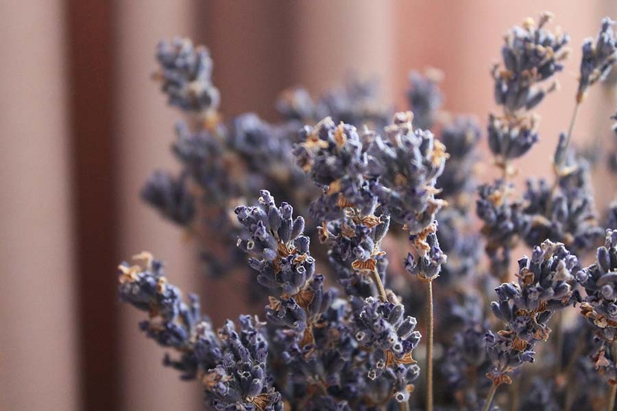 Cała prawda o ziołowych preparatach na odchudzanie. Obalamy mity