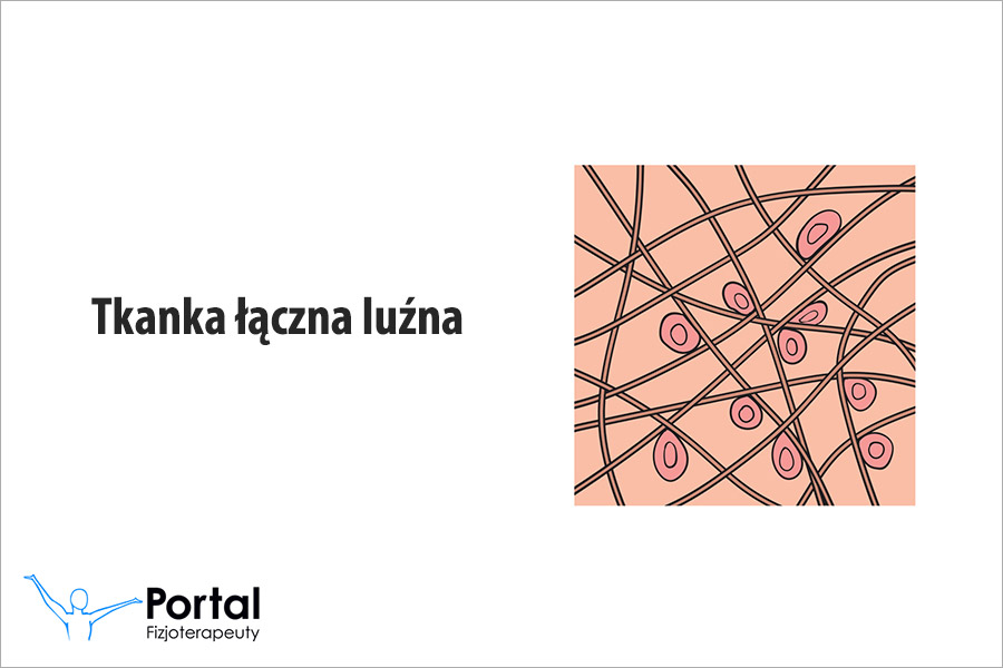 Tkanka łączna luźna