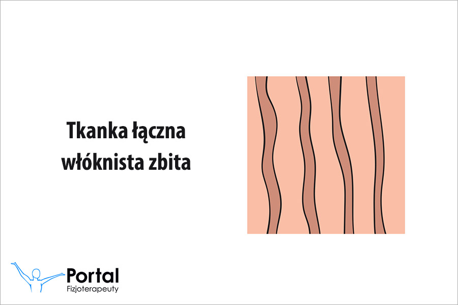 Tkanka łączna włóknista zbita