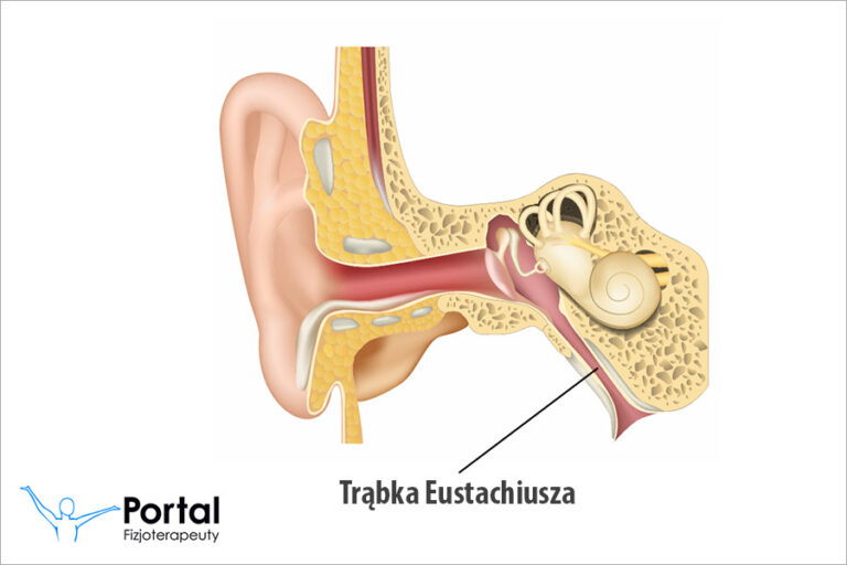 Trąbka Eustachiusza