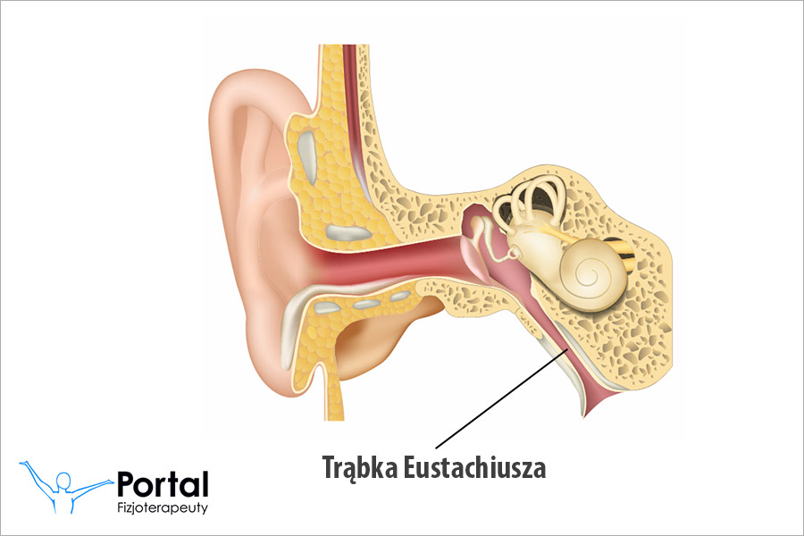 Trąbka Eustachiusza