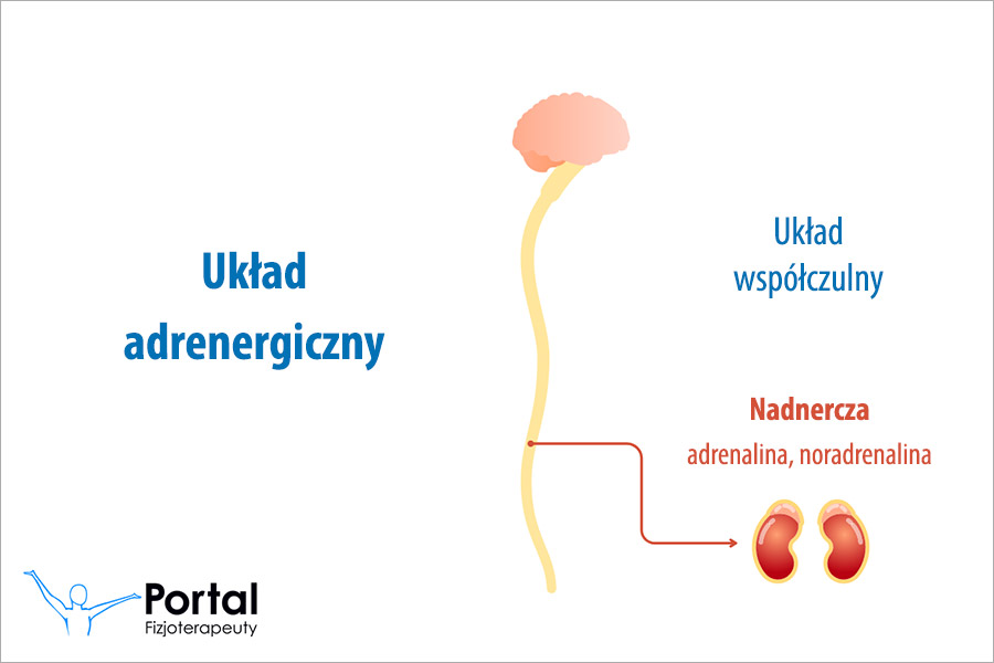 Układ adrenergiczny